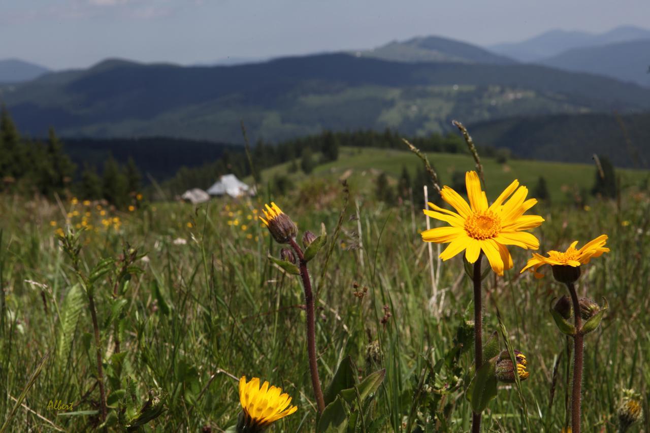 Arnica Montana Otel Arieşeni Dış mekan fotoğraf