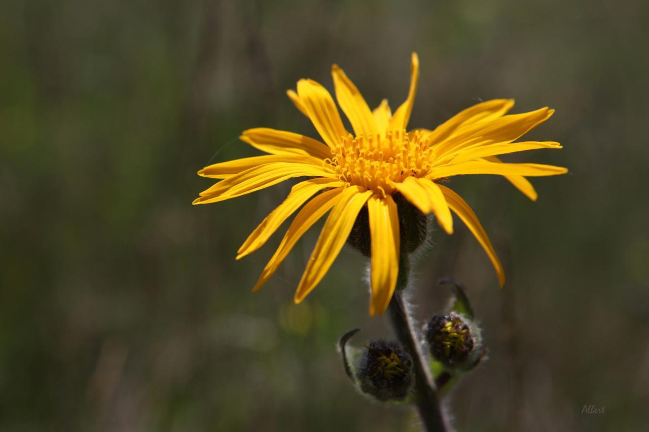 Arnica Montana Otel Arieşeni Dış mekan fotoğraf